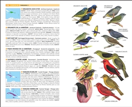 Les oiseaux des Antilles