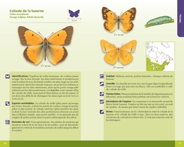 Papillons et chenilles du Québec et des Maritimes (cart.)